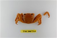 藏品(白紋方蟹)的圖片